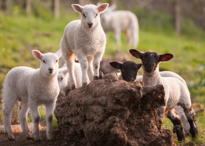 Cortswold spring lambs, gathered around a tree stump in a field.