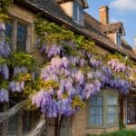 2025-12-16 Spring holidays – header The wisteria in bloom along the front of Broadway hotel, The Lygon Arms