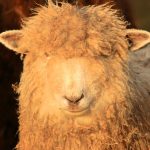 2026-08-27 Wool towns – Header Cotswold Lion sheep