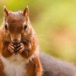 A red squirrel in the autumn sun