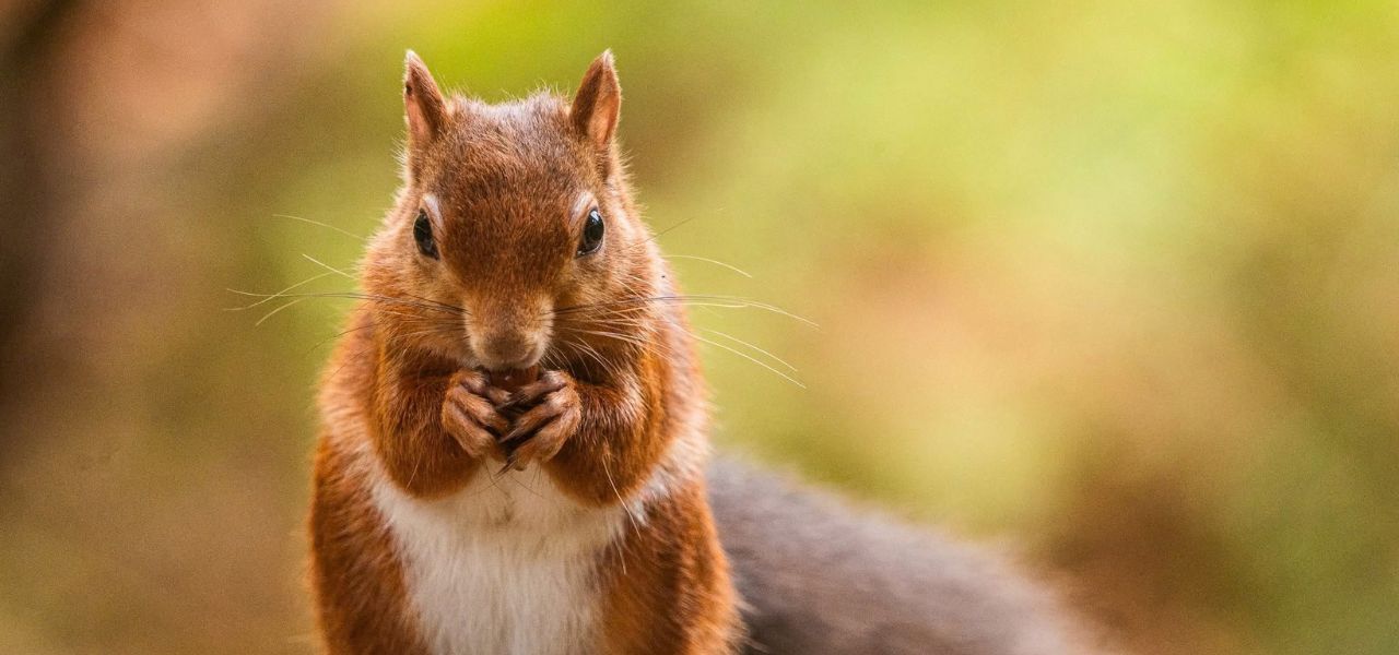 A red squirrel in the autumn sun